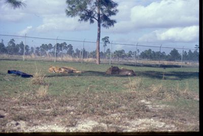 1979-01-06,_USS_Semmes_in_Miamia,_FL_Orange_Bowl_(NP)0022.jpg