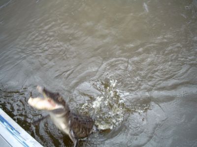 Didn't you here what we said...Alligators out there...us in here!!!
